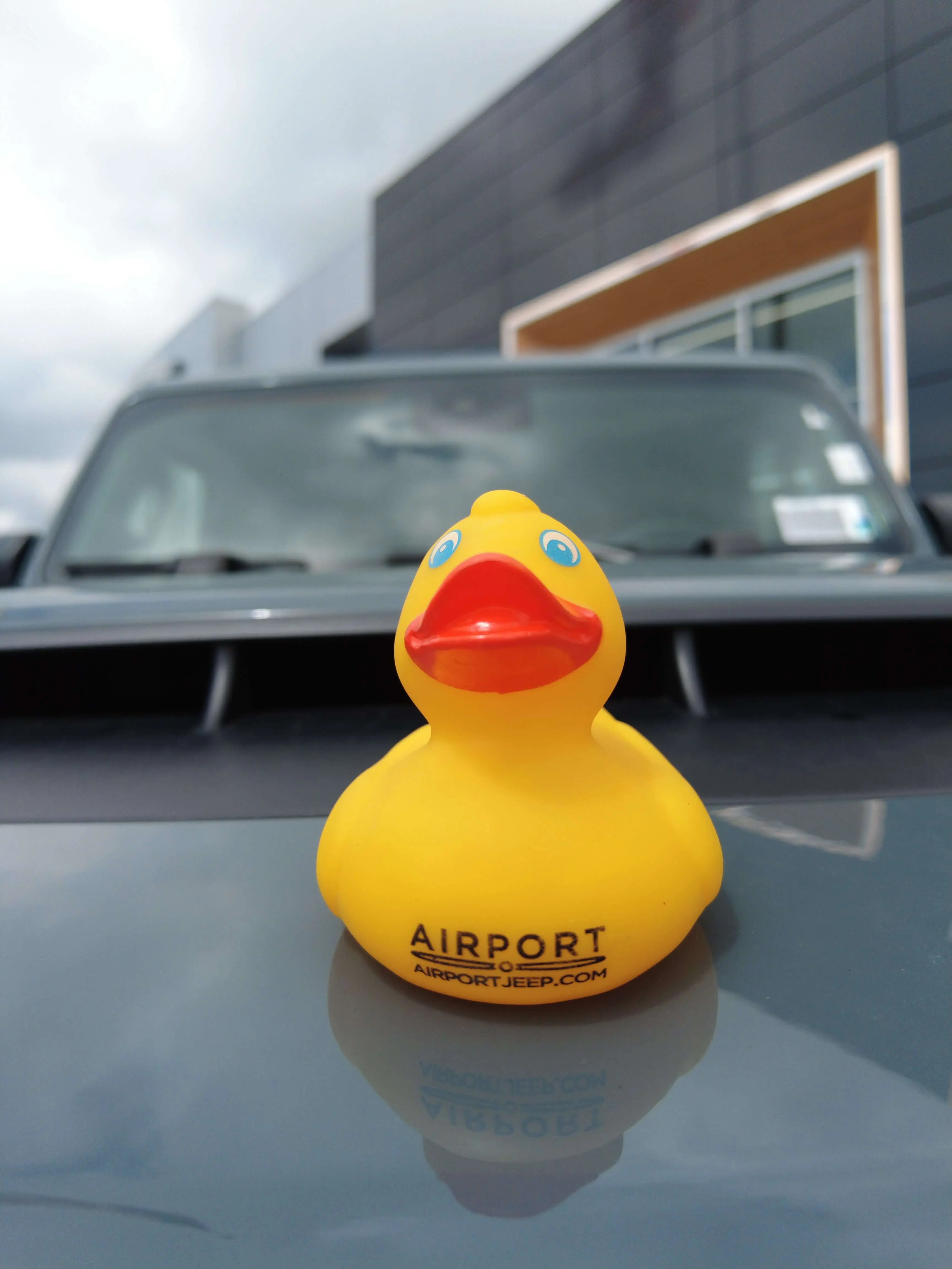 A duck is sitting on a Jeep.