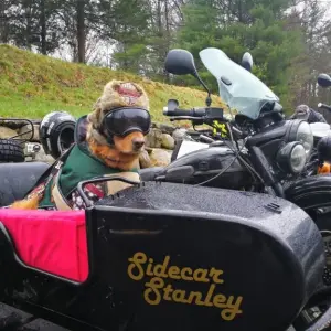 Dogs2Vets Festival April 29, 2018