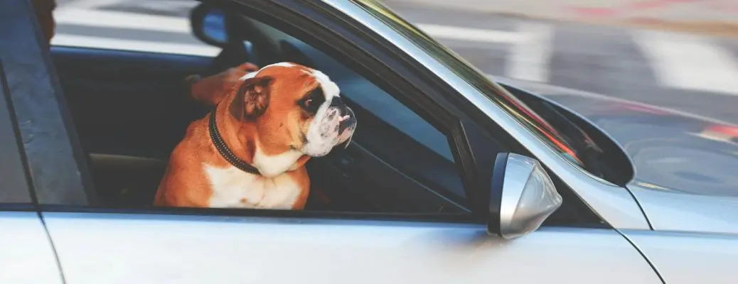 A dog riding in a car.