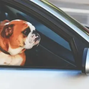 What items should I bring in my car when traveling with my dog?