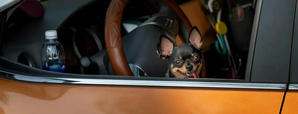 A dog riding in a car.