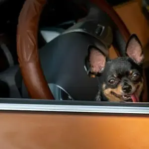 What are the best dog-friendly luxury SUVs?