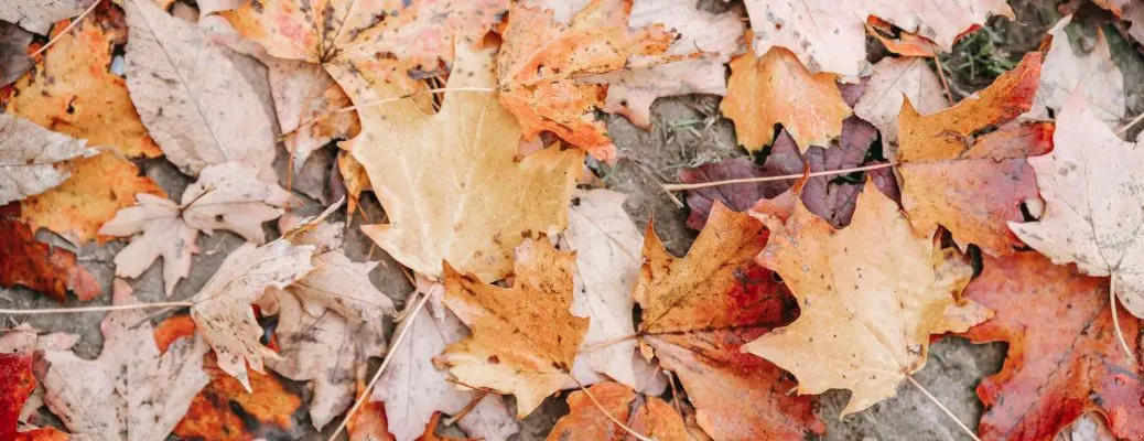 Autumn leaves near Dallas.