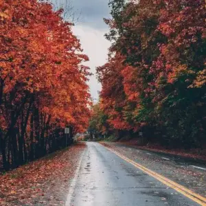 Where Are the Best Places to See Fall Leaves in Dallas and Fort Worth?
