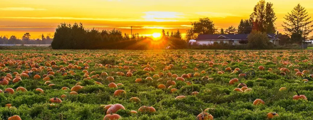 A pumpkin patch near the DFW area at sunset.