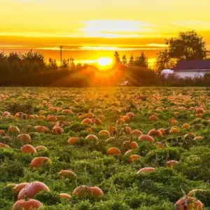 Where To Find the Best Pick-Your-Own Pumpkin Patches Dallas and Fort Worth
