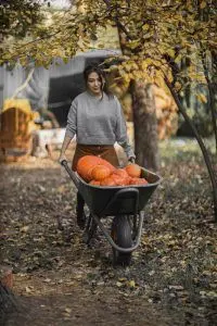 A woman pushing a wheel barrow full of pumpkins.