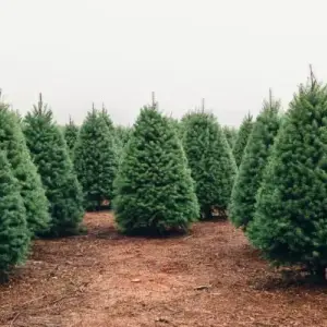 Where to cut your own Christmas trees in Dallas TX