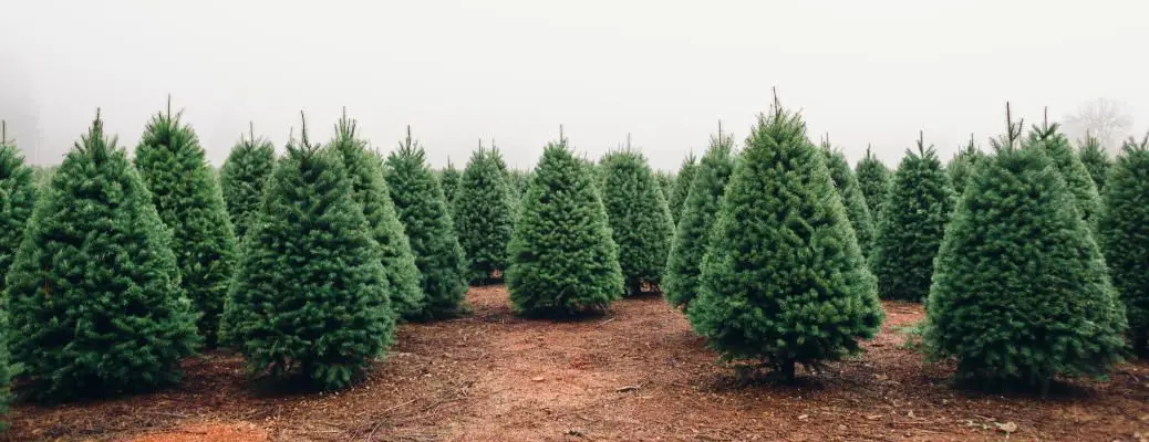 Christmas Tree Farm