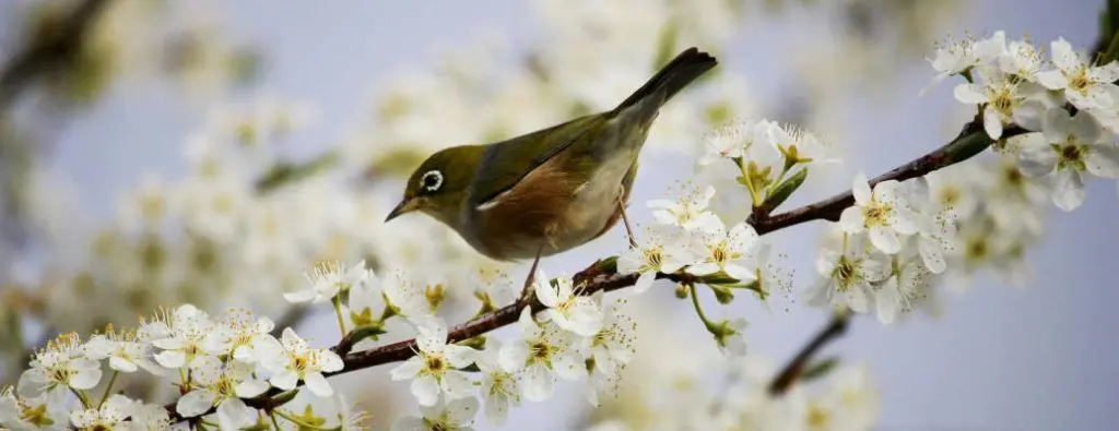 A bird on a blooming tree branch