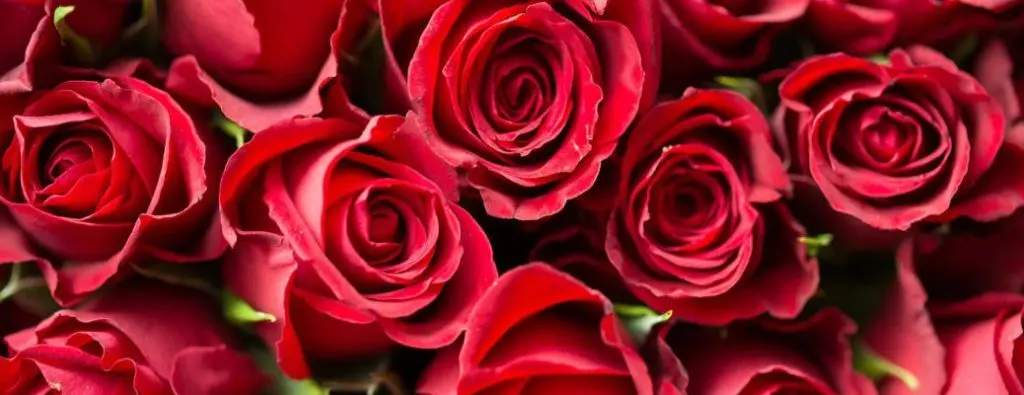 An image of Valentine's Day roses