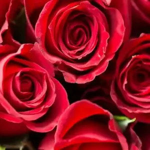2018 Valentine's Day Events and Date Ideas Dallas TX