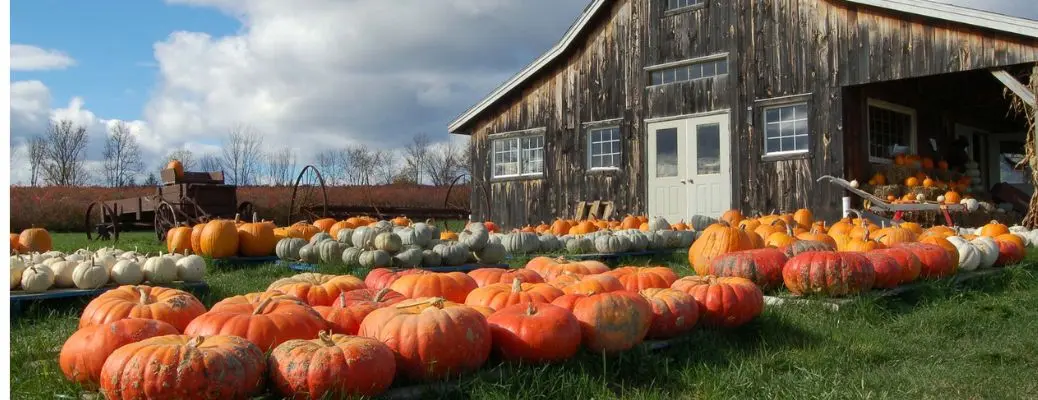 Close up of pumpkin barn