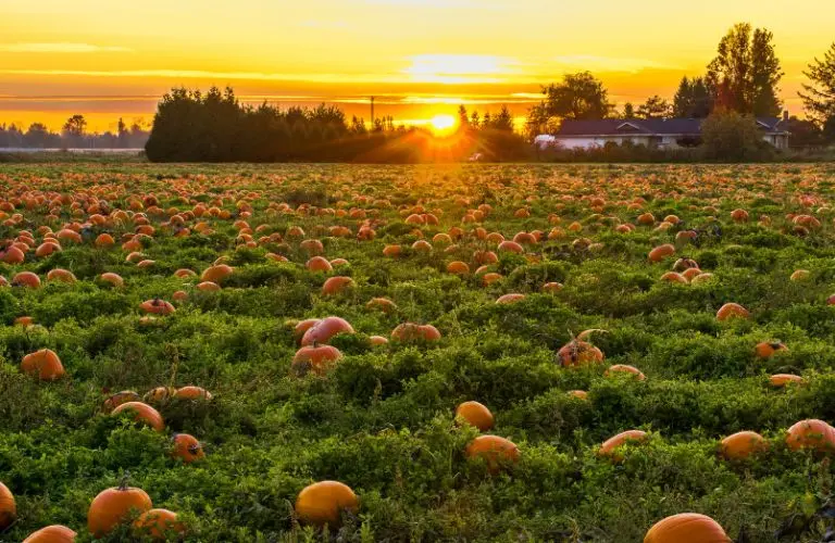 Sunset in pumpkin patch