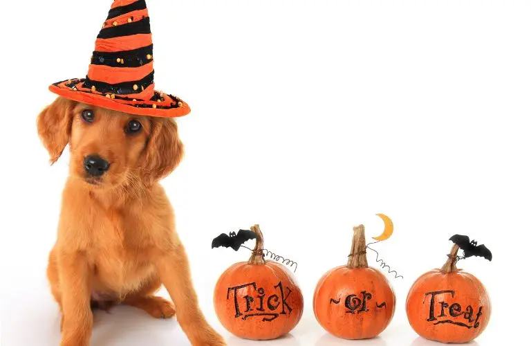 A puppy in Halloween costume