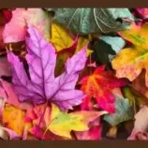 3 Fall Activities You Can Drive to From Lancaster, OH - Performance GMC Cadillac Columbus Blog
