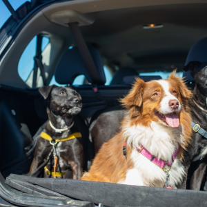 The Best Cars for Dog Owners: Combining Comfort, Safety, and Functionality