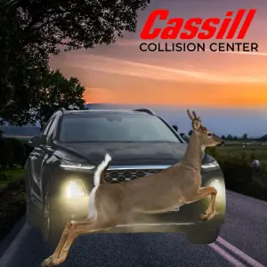 Hit a Deer in Iowa? What to Do Next | Cassill Motors