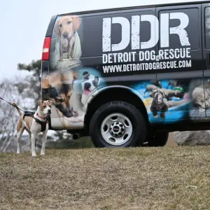 Detroit Dog Rescue Adoption Event