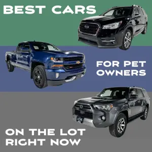 Best Cars for Pet Owners on the Lot Right Now