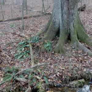 Hidden Gems of Randallstown