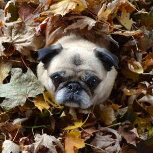 Fall Activities Near Randallstown, MD