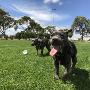 Best Dog Parks Near Randallstown, MD
