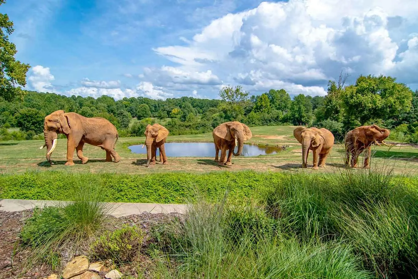 North Carolina Zoo