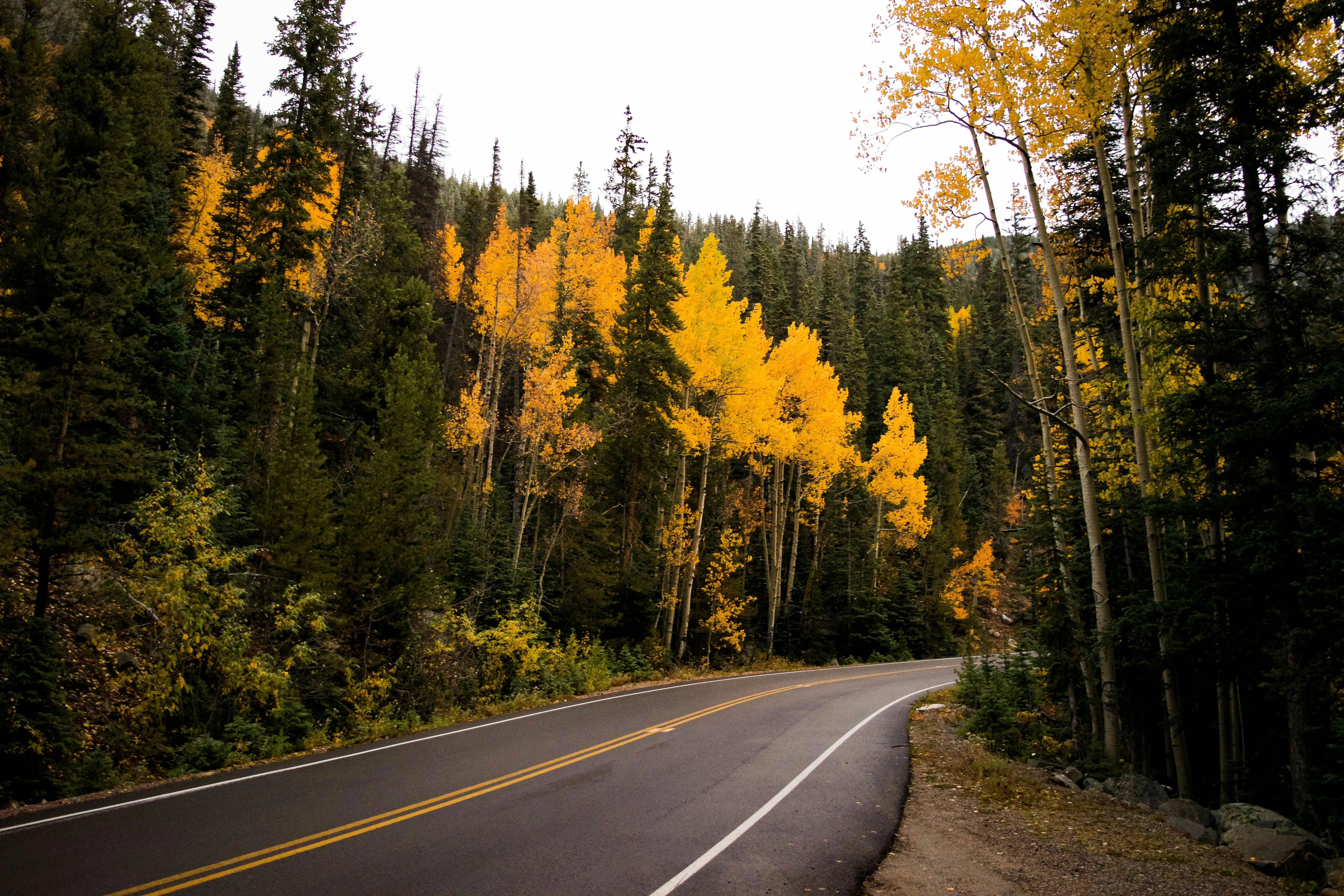 A road winding through an autumn forest.