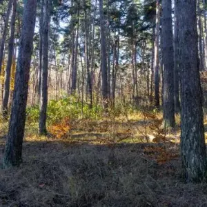 A Day At Reynolds Nature Preserve | Nissan South Morrow