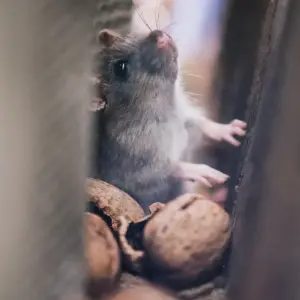 How to Keep Mice Out of Your Car