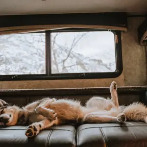 What To Consider When RV Camping With Your Dog