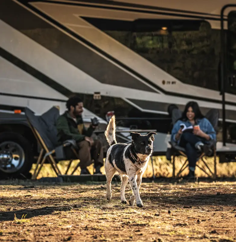 Dog standing in front of a parked RV with people relaxing outdoors in the background.