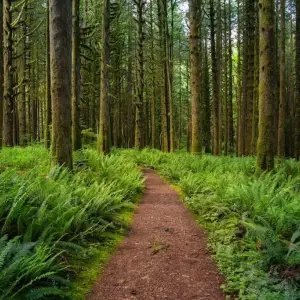 What Are the Top Campgrounds in the Pacific Northwest? - Top Spots